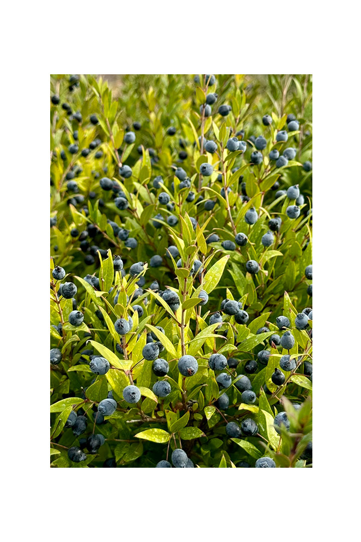 KRS Ιδιωτική κατοικία