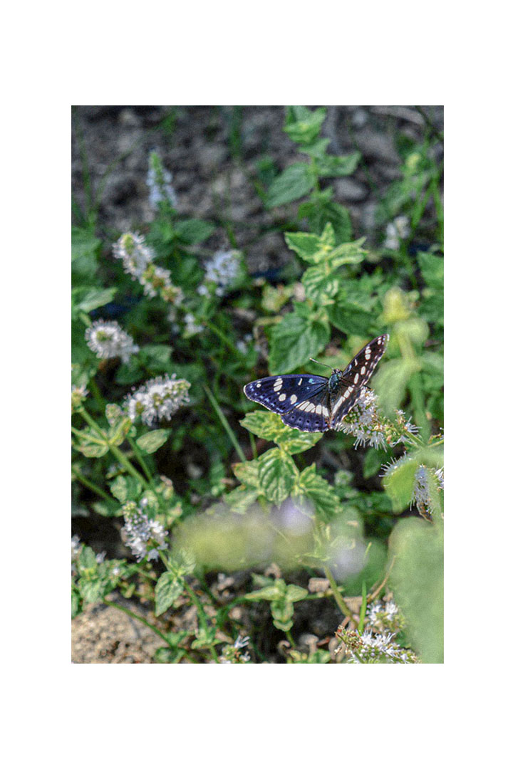 DMV1 Εξοχική κατοικία